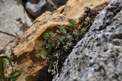 Artemisia michauxiana