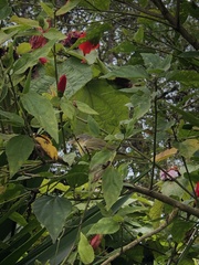 Malvaviscus penduliflorus