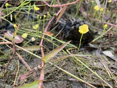 Utricularia