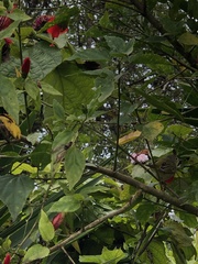 Malvaviscus penduliflorus