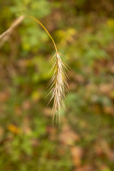 Elymus villosus