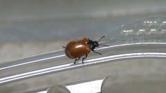 Plagiodera erythroptera