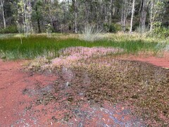 Rotala rotundifolia