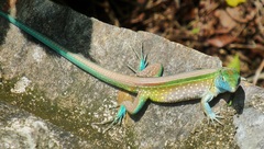 Cnemidophorus gaigei