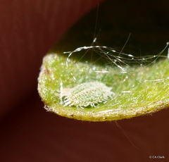 Chlorococcus chloris