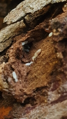 Termitinae