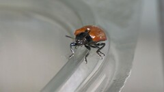 Plagiodera erythroptera