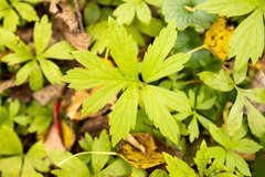 Hydrophyllum virginianum