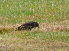 Buteo lineatus