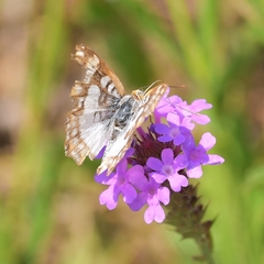 Ariconias glaphyra