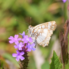 Ariconias glaphyra
