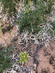 Lomatium latilobum