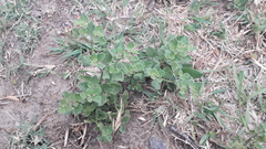 Salpichroa origanifolia