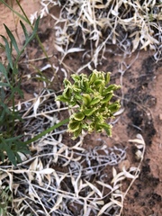 Lomatium latilobum