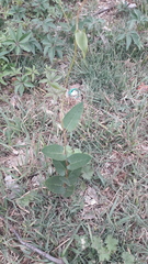 Muehlenbeckia sagittifolia