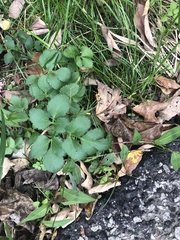 Zizia aurea