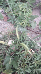 Nothoscordum gracile