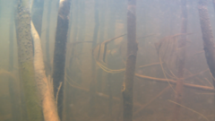 Pterophyllum scalare