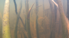 Pterophyllum scalare