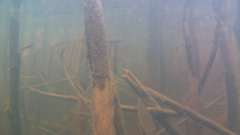 Pterophyllum scalare