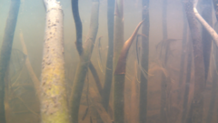 Pterophyllum scalare