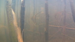 Pterophyllum scalare