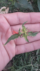 Dicliptera squarrosa