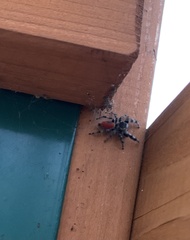 Phidippus adumbratus