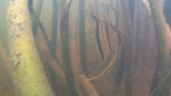 Pterophyllum scalare