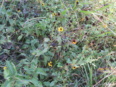 Rudbeckia terranigrae