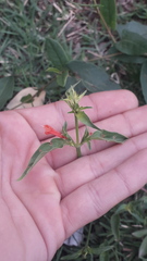 Dicliptera squarrosa