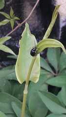 Macrohaltica transversa