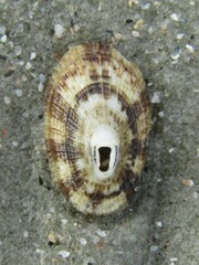 Diodora cayenensis