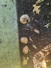 Scleroderma citrinum