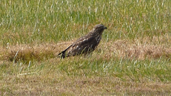 Buteo lineatus