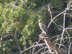 Buteo lineatus