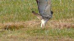 Buteo lineatus