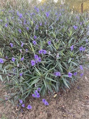 Ruellia simplex