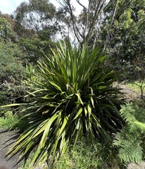 Doryanthes excelsa