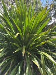 Doryanthes excelsa