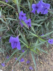 Ruellia simplex