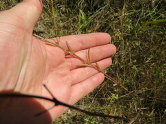 Agalinis heterophylla