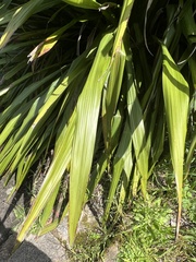 Doryanthes excelsa