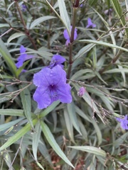 Ruellia simplex