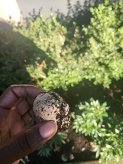 Scleroderma citrinum