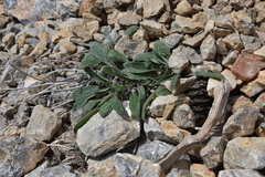 Phacelia hastata