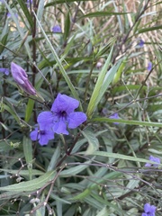 Ruellia simplex