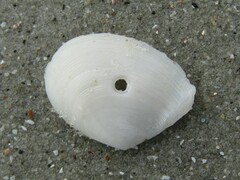 Tellinoidea
