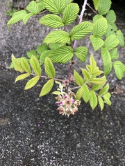 Rubus niveus