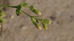 Mirabilis laevis retrorsa